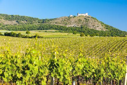 Viñedo en la región de Moravia, República Checa